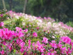 -中国科学院华南植物园