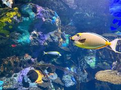 -瑞普利水族馆