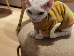 -猫腻·猫咖·撸猫馆(星光大道店)