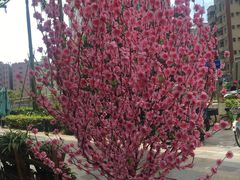 -唐伯虎新派湘菜馆(石夏时代广场店)