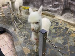 -上海大自然野生昆虫馆(东方明珠·爬宠昆虫探索中心)