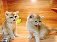 -猫十亿·布偶金渐层·曼基康矮脚猫舍(青年路店)