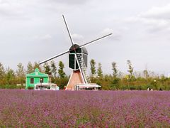-荷兰花海