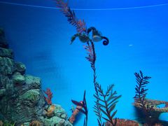 -上海海洋水族馆