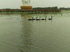 android_upload_pic-白洋淀景区