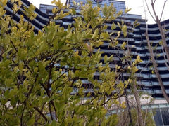 -绿城千岛湖喜来登度假酒店