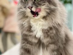 -安格丽娜·狗咖·猫咖羊驼咖(春熙路百盛商场店)
