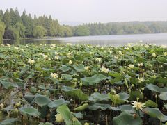 -西湖外事游船(花港观鱼码头)