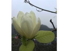 -红山村