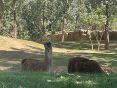 -北京野生动物园