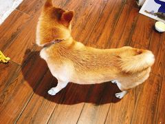 -About Bistro關於·泰式家庭料理