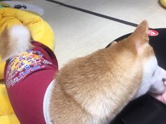 -逗柴咖啡屋·狗咖猫咖宠物桌游
