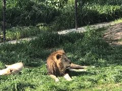 -上海野生动物园