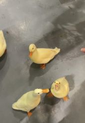 点击看大图 -Zoolung Zoolung动物主题公园(海信广场店)