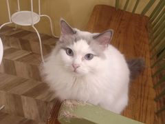 -怪兽屋·羊驼·猫咖·狗咖(俊华广场店)