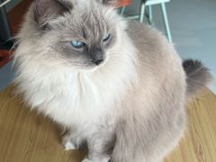 -豆逗聊愈猫阁Easy Life
