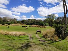 -奥兰多迪士尼动物王国乐园
