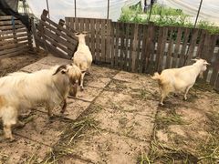 -小鱼草莓采摘园农家乐·小鱼餐厅