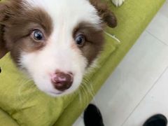 -翊宠yipet猫狗购宠庄园犬舍•猫舍