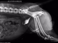 伟伟宠物医院-伟伟宠物医院·CT影像中心·瑞派犬猫综合性门诊(汉口总院)