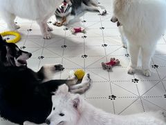 -毛绒耶耶撸宠馆·猫咖·狗咖·荷兰猪咖