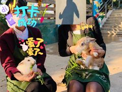 -上海佘山世茂艾美酒店