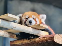 -Zoolung Zoolung动物主题公园(海信广场店)