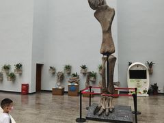 -自贡恐龙博物馆