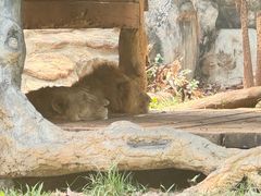 -海南热带野生动植物园