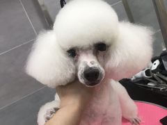 -宠福鑫康馨动物医院·骨科·眼科