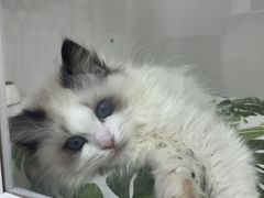 -青奢宠物·青奢猫舍