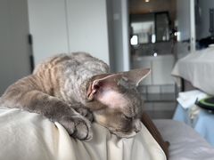 -美联众合动物医院·24h转诊中心