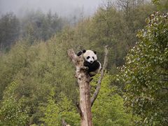 -卧龙中华大熊猫苑神树坪基地