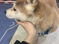 -宠颐生动物医院·心脏科·保险定点(锦阳分院)