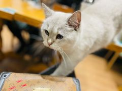 -猫色咖啡·猫咖