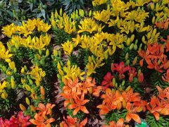 -上海鲜花港
