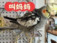 -吉丁鸟咖·异宠·寄养