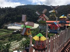 -金马仑薰衣草花园(Cameron Lavender)