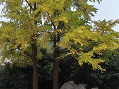 -西苑公园