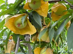 -老袁家蜜桃农场·阳山水蜜桃