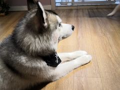 -Husky Go! 哈士奇体验馆·宠物咖啡厅狗咖