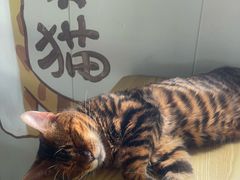-豆逗聊愈猫阁Easy Life