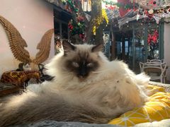 -喵屿·大理花园猫咖