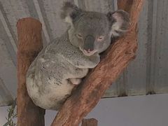 -费瑟代尔野生动物园