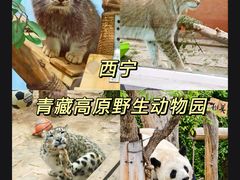 -青藏高原野生动物园