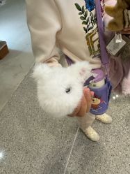 -IMON·HANSA潮玩玩偶毛绒玩具(通州万象汇店)