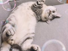 -创凡宠物医院·骨专科  猫科中心(西乡分院)