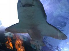 -暹罗海洋世界