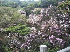 -梧桐山风景名胜区