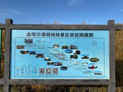 -金塔沙漠胡杨林景区